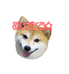はなこの仲間たち☆（個別スタンプ：3）