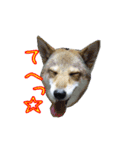 はなこの仲間たち☆（個別スタンプ：6）