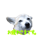 はなこの仲間たち☆（個別スタンプ：12）
