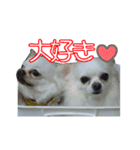 はなこの仲間たち☆（個別スタンプ：16）