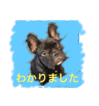 犬好きふれぶるスタンプ（個別スタンプ：7）