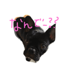 犬好きふれぶるスタンプ（個別スタンプ：8）
