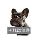犬好きふれぶるスタンプ（個別スタンプ：9）
