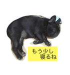 犬好きふれぶるスタンプ（個別スタンプ：12）