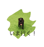 犬好きふれぶるスタンプ（個別スタンプ：13）