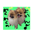 ぽめ日和1（個別スタンプ：2）