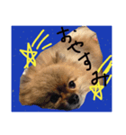 ぽめ日和1（個別スタンプ：8）