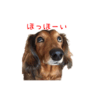 かいちゃん すたんぷ（個別スタンプ：15）