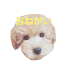 ～ジジくんの日常〜（個別スタンプ：3）