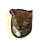nekono koudou（個別スタンプ：5）