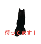 黒柴 ルキア＆リオル 2（個別スタンプ：2）