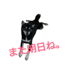 黒柴 ルキア＆リオル 2（個別スタンプ：16）