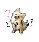 みるく.2（個別スタンプ：2）