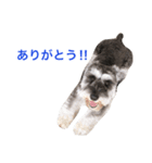 シュナウザー ロワくん（個別スタンプ：3）