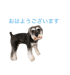 シュナウザー ロワくん（個別スタンプ：8）