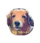 リッキー ＆ コタ（個別スタンプ：12）