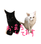 umekoba（個別スタンプ：1）