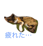 りのちゃんと仲間たち（個別スタンプ：12）