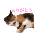 りのちゃんと仲間たち（個別スタンプ：39）