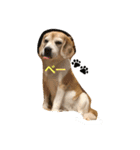 ビーグル犬 マウちゃん（個別スタンプ：1）