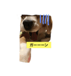 ビーグル犬 マウちゃん（個別スタンプ：2）