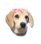 ビーグル犬 マウちゃん（個別スタンプ：3）