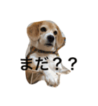 ビーグル犬 マウちゃん（個別スタンプ：4）