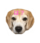 ビーグル犬 マウちゃん（個別スタンプ：5）