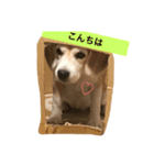 ビーグル犬 マウちゃん（個別スタンプ：6）