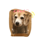 ビーグル犬 マウちゃん（個別スタンプ：7）