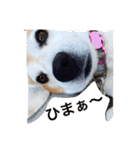 ビーグル犬 マウちゃん（個別スタンプ：8）