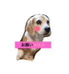 ビーグル犬 マウちゃん（個別スタンプ：9）