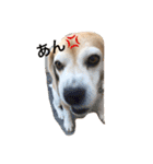 ビーグル犬 マウちゃん（個別スタンプ：10）