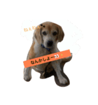 ビーグル犬 マウちゃん（個別スタンプ：11）