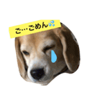 ビーグル犬 マウちゃん（個別スタンプ：12）