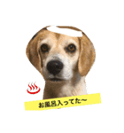 ビーグル犬 マウちゃん（個別スタンプ：15）