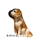 ビーグル犬 マウちゃん（個別スタンプ：16）