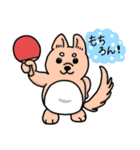 柴犬卓球（個別スタンプ：2）