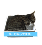 素敵なにゃんこ生活（個別スタンプ：9）