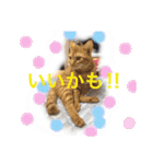 ねこちん’s（個別スタンプ：7）