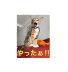 つぶとろさん #3（個別スタンプ：3）