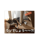 つぶとろさん #3（個別スタンプ：11）