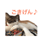つぶとろさん #3（個別スタンプ：12）