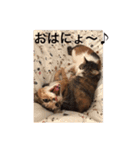 つぶとろさん #3（個別スタンプ：22）