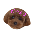 トイプーのコッペ（個別スタンプ：1）