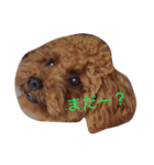 トイプーのコッペ（個別スタンプ：3）