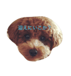 トイプーのコッペ（個別スタンプ：4）
