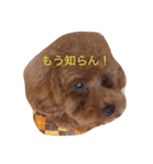 トイプーのコッペ（個別スタンプ：7）