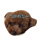 トイプーのコッペ（個別スタンプ：8）