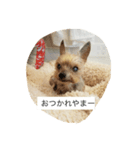 うちのまるこぱーと2（個別スタンプ：1）